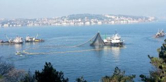 “Marmara Denizi balıksız kalabilir”