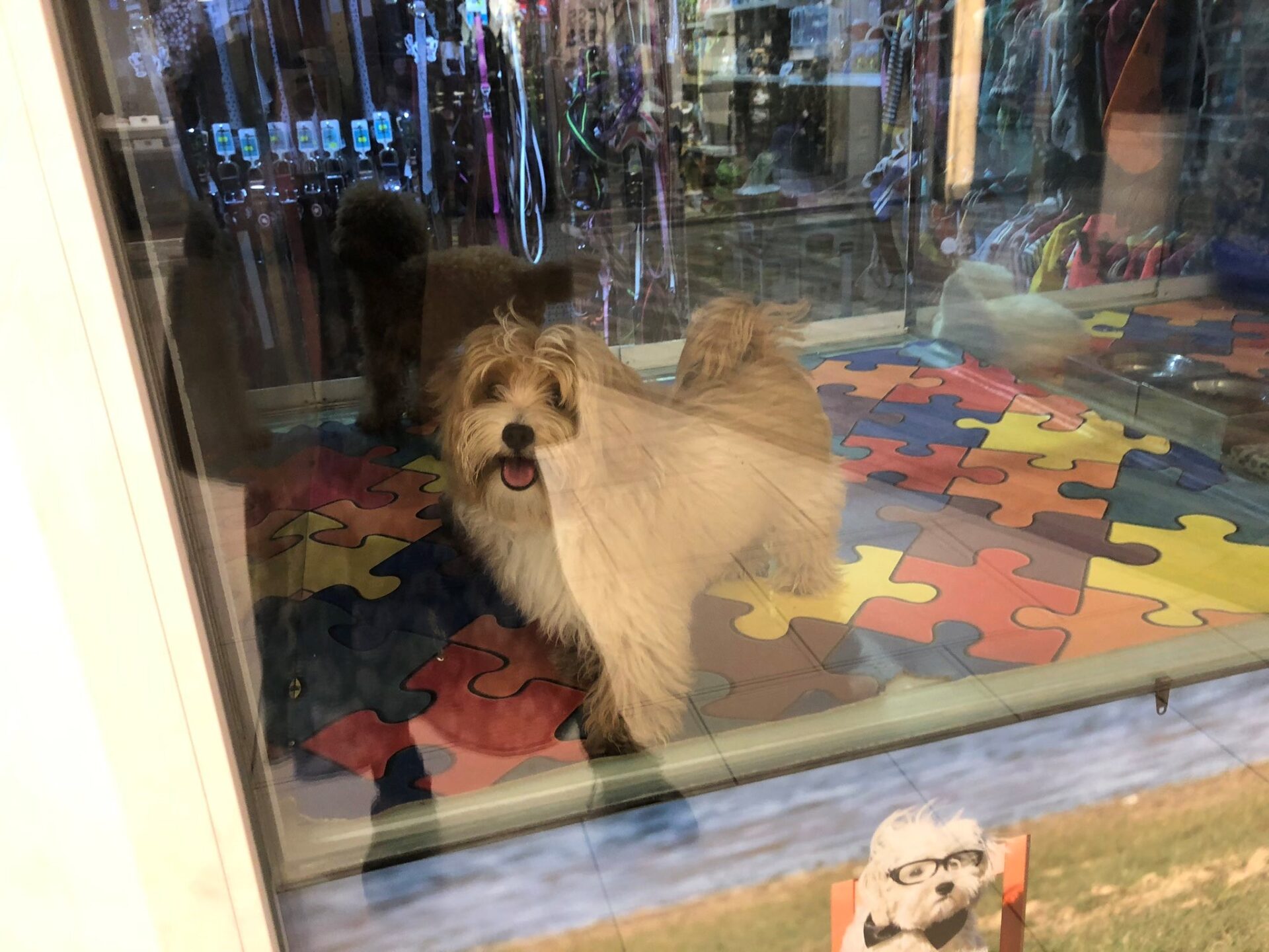 köpek terörü