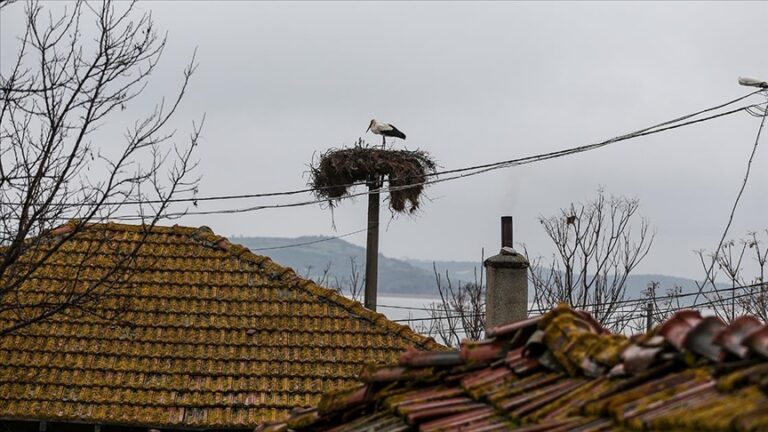 ‘Yaren’ leylek 11’inci göç yılında Uluabat Gölü manzaralı yuvasına yerleşti