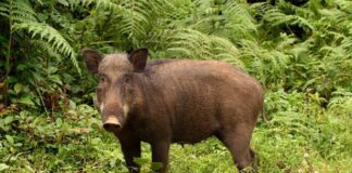 Köfteci Yusuf’un kullandığı domuz eti, yaban domuzu mu çiftlik domuzu mu?: “Çiftlik domuzunun eti dana etinden pahalı”