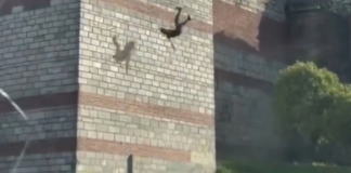 Madde bağımlısı, iki kadını parçaladıktan sonra surlardan atladı: 5 kez psikolojik tedavi görmüş