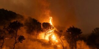 Orman yangınlarında sabotaj yalanları: 2020 tarihli haber yeni gibi dolaşıma sokuldu, Vali “sabotaj yok” dedi