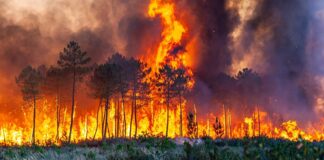 RÖPORTAJ | Yangın ekoloğu Dr. İsmail Bekar: “Aynı anda yangın çıkması çok yaygın bir durum; sabotaj olduğu anlamına gelmez”