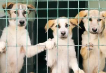 AYM’nin ‘Köpek Ötanazisi’ kararında şerhler: “Hayvanlar anayasal değer olarak yok sayılamaz”