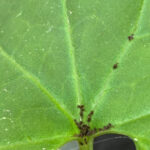 Kaz Dağları’nda yeni bir böcek türü keşfedildi