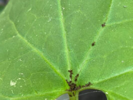 Kaz Dağları’nda yeni bir böcek türü keşfedildi