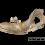 En eski evcil köpek Karaman Pınarbaşı’nda mı yaşadı?