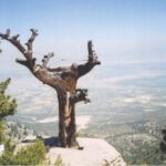 Hem cemaate hem de iktidar tarafındaki ilim sahibi müminlere birer hakikat çekirdeği