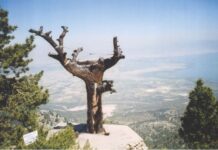 Hem cemaate hem de iktidar tarafındaki ilim sahibi müminlere birer hakikat çekirdeği