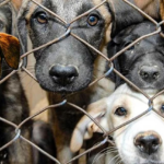 İstanbul’da köpeklere ötenazi toplantısı bugün: Hayvanseverler ayakta