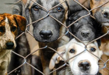 İstanbul’da köpeklere ötenazi toplantısı bugün: Hayvanseverler ayakta