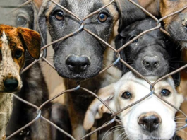 İstanbul’da köpeklere ötenazi toplantısı bugün: Hayvanseverler ayakta