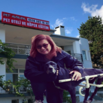 “Belediyede tanıdıklarım var” deyip köpek otelini şikâyet etti, kulübelere imar istendi: 30 köpek tekrar sokağa dönebilir