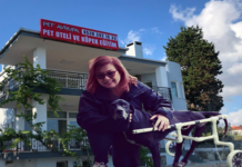 “Belediyede tanıdıklarım var” deyip köpek otelini şikâyet etti, kulübelere imar istendi: 30 köpek tekrar sokağa dönebilir