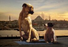 Isırmadan konuşabilir miyiz?