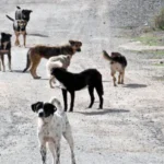Sokak köpekleri nedeniyle Köyceğiz ve Narman belediye başkanlarına soruşturma, Hilvan Belediye Başkanı’na ön inceleme izni