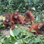 Hindistan’da ormanda bulunan beş yavru orangutanın arkasından uluslararası hayvan kaçakçılığı çıktı