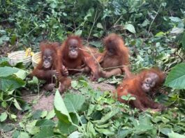 Hindistan’da ormanda bulunan beş yavru orangutanın arkasından uluslararası hayvan kaçakçılığı çıktı